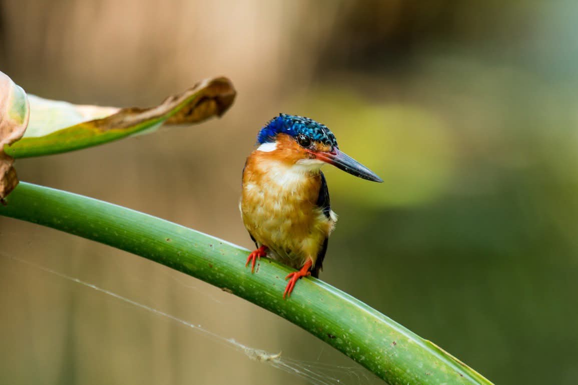 Birding